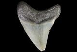 Juvenile Megalodon Tooth - South Carolina #74240-1